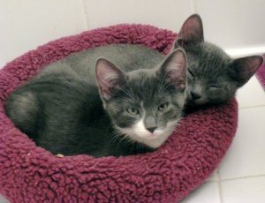 Darcy & Knightley as Kittens